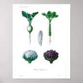 Vintage Botanical Poster - Cauliflower (Voorkant)
