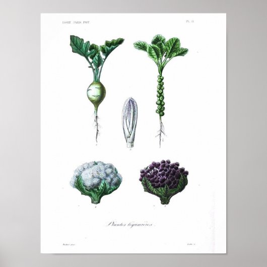 Vintage Botanical Poster - Cauliflower (Voorkant)