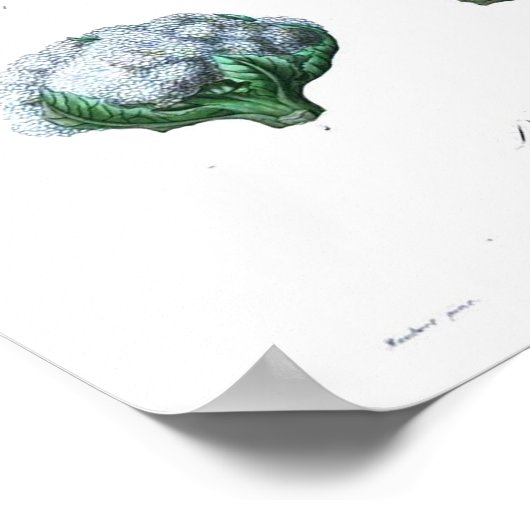 Vintage Botanical Poster - Cauliflower (Hoek)