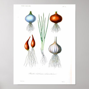 Vintage Botanical Poster - Onion and Garlic