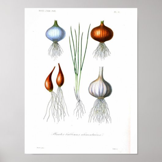 Vintage Botanical Poster - Onion and Garlic (Voorkant)