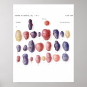 Vintage Botanical Poster - Potato Genetics (Voorkant)