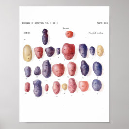 Vintage Botanical Poster - Potato Genetics