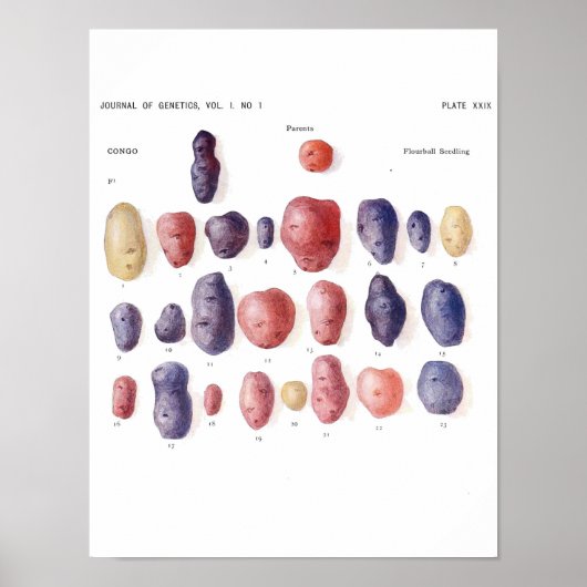 Vintage Botanical Poster - Potato Genetics (Voorkant)