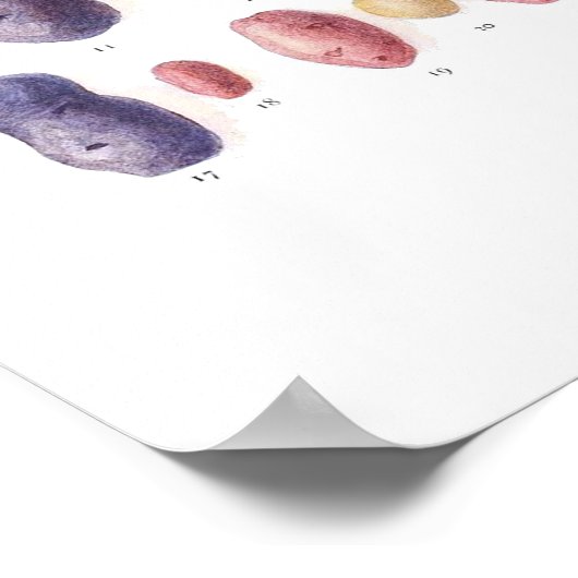 Vintage Botanical Poster - Potato Genetics (Hoek)