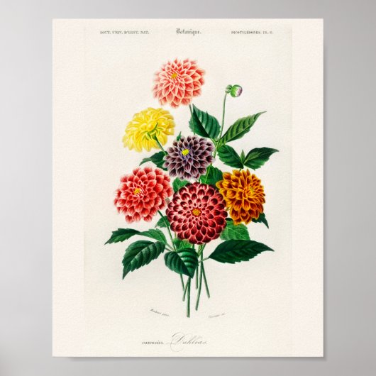 Vintage Botanical Red Dahlia Poster (Voorkant)