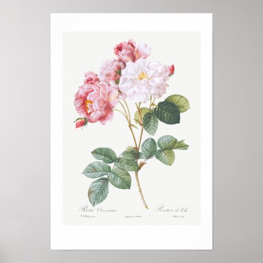 VINTAGE BOTANICAL "ROSEBUSH" REDOUTÉ POSTER (Voorkant)
