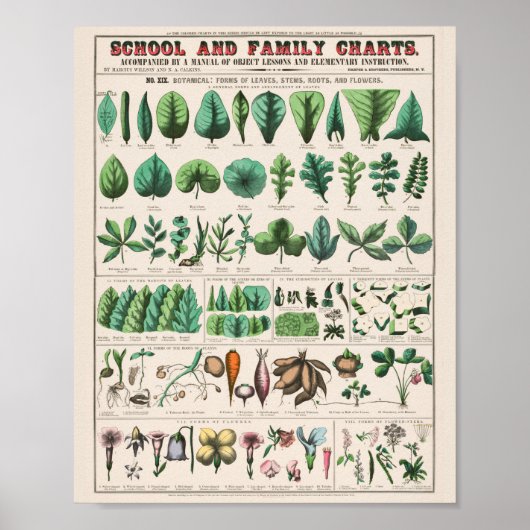Vintage Botanisch: vormt Poster (Voorkant)