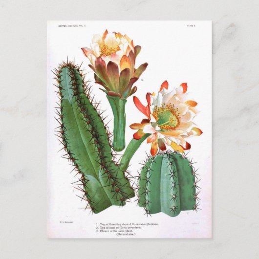 Vintage botanische afdrukken van de Cactus-familie Briefkaart (Voorkant)