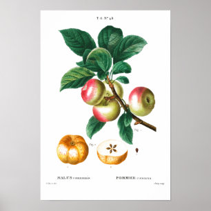 VINTAGE BOTANISCHE APPARATEN REDOUTÉ POSTER