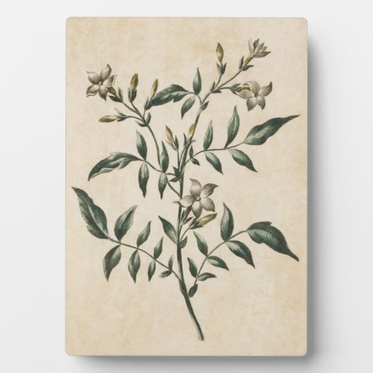 Vintage botanische bloem Jasmin Fotoplaat (voorkant)