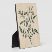 Vintage botanische bloem Jasmin Fotoplaat (Zijkant)