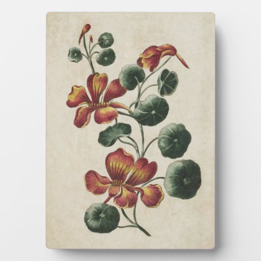 Vintage botanische bloem-nasturtium fotoplaat (voorkant)
