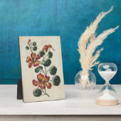 Vintage botanische bloem-nasturtium fotoplaat (Zijkant)