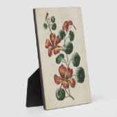 Vintage botanische bloem-nasturtium fotoplaat (Zijkant)