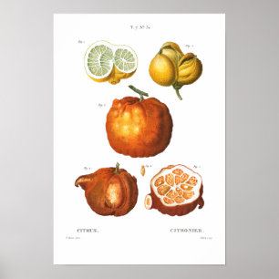 VINTAGE BOTANISCHE CITRUS POSTER
