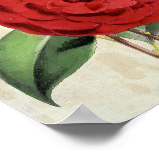 Vintage Botanische Crimson Camellia Poster (Hoek)