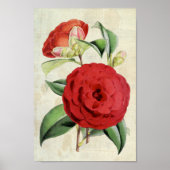 Vintage Botanische Crimson Camellia Poster (Voorkant)