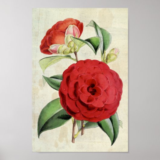 Vintage Botanische Crimson Camellia Poster (Voorkant)