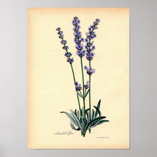 Vintage Botanische Druk - Lavendel Poster