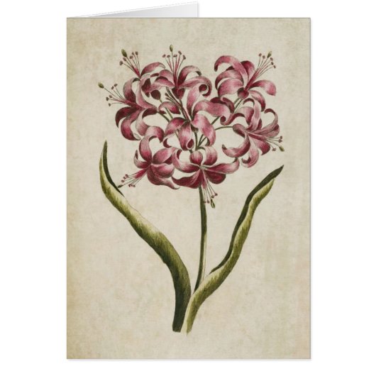 Vintage Botanische Floral Guernsey Lily (Voorkant)