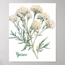 Vintage Botanische Illustratie Duizendblad Poster