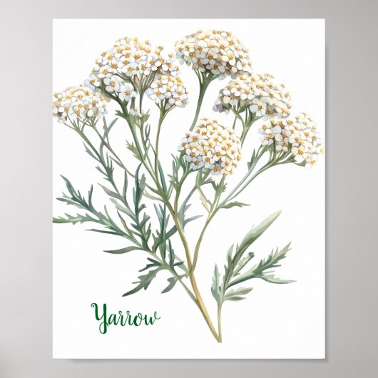 Vintage Botanische Illustratie Duizendblad Poster (Voorkant)