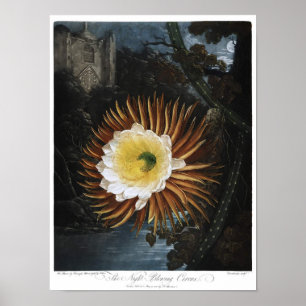 Vintage botanische illustratie poster