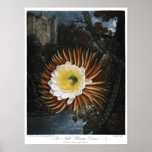 Vintage botanische illustratie poster (Voorkant)