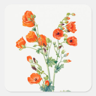 Vintage botanische illustratie van bolletjesmalve vierkante sticker