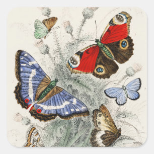 Vintage botanische illustratie van vlinders vierkante sticker
