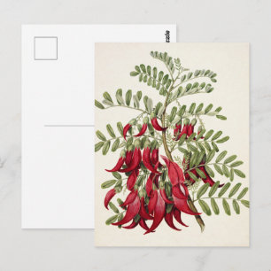 Vintage Botanische Kunst van de Rode Kaka-snavelbl Briefkaart