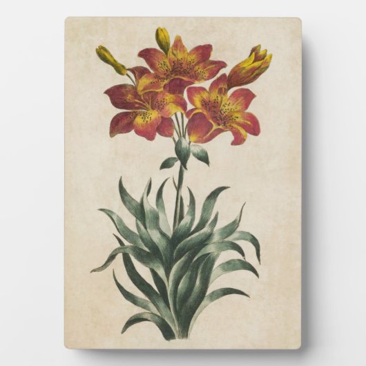Vintage Botanische Lily Fotoplaat (voorkant)