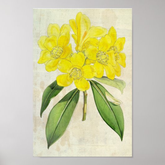 Vintage botanische lobby's roodendron poster (Voorkant)