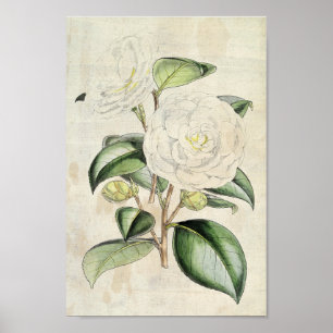 Vintage Botanische ParelCamellia Poster