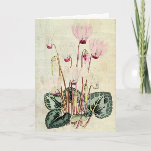 Vintage Botanische Perzische Cyclamen Kaart (Voorkant)