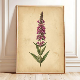 Vintage Botanische Print van Lysimachia