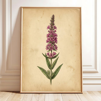 Vintage Botanische Print van Lysimachia