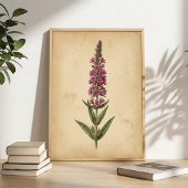 Vintage Botanische Print van Lysimachia