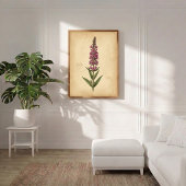 Vintage Botanische Print van Lysimachia