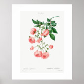 VINTAGE BOTANISCHE RAMBLER ROOS POSTER (Voorkant)