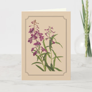 Vintage Botanische Tekening van Wild Wilgeroosje Kaart