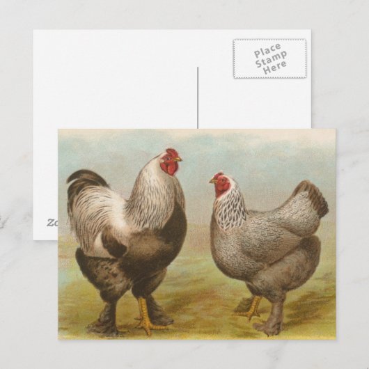 Vintage Brahma Rooster en Hen Briefkaart (Voorkant / Achterkant)
