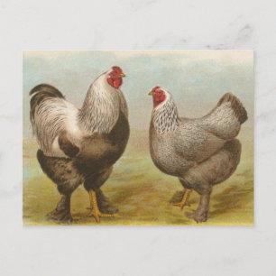 Vintage Brahma Rooster en Hen Briefkaart