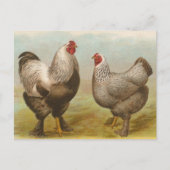 Vintage Brahma Rooster en Hen Briefkaart (Voorkant)