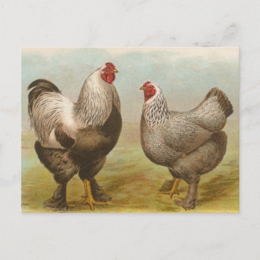 Vintage Brahma Rooster en Hen Briefkaart (Voorkant)