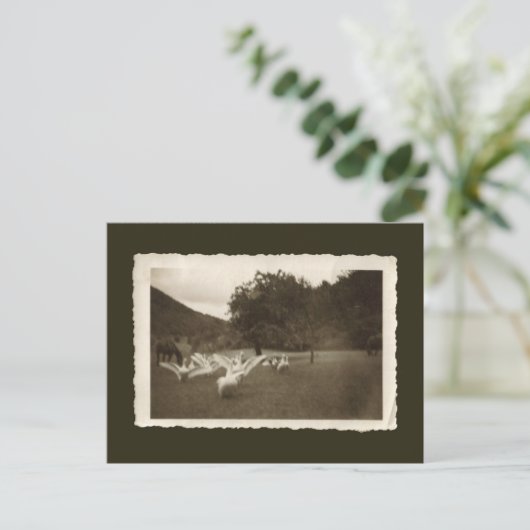Vintage briefkaart - ganzen en paarden (Staand voorkant)