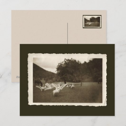 Vintage briefkaart - ganzen en paarden (Voorkant / Achterkant)