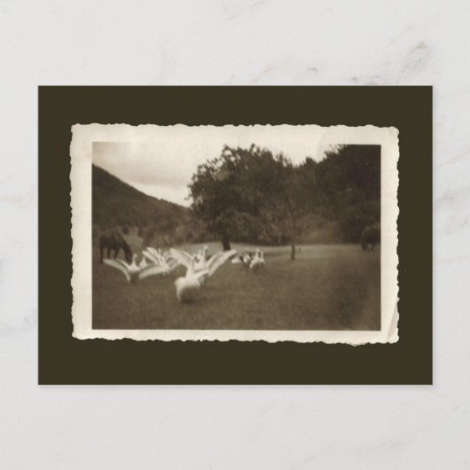 Vintage briefkaart - ganzen en paarden (Voorkant)
