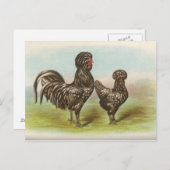 Vintage Briefkaart "Houdan Chickens" (Voorkant / Achterkant)